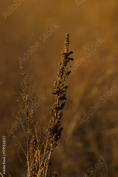 Obraz dry grass in the sunset