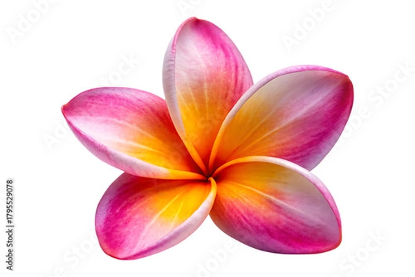 Fototapeta plumeria flower isolated on transparent background