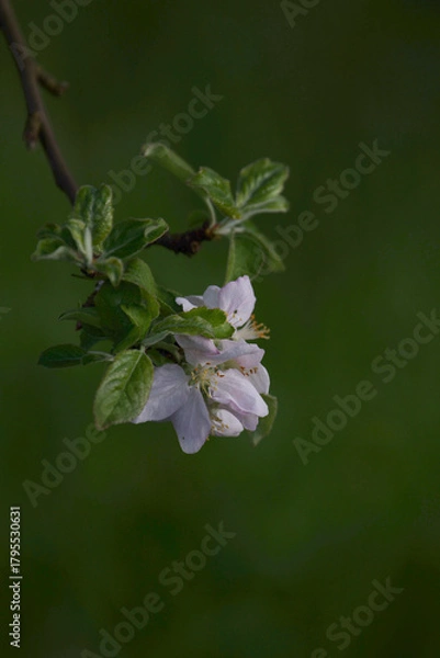 Obraz blooming apple tree