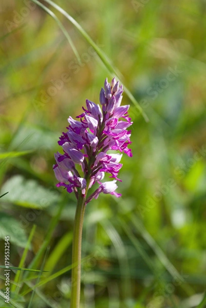 Obraz Wild orchid
