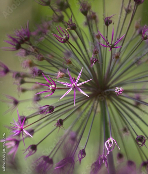 Obraz Giant onion flower