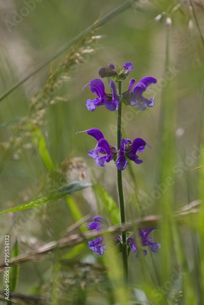 Obraz Meadow clary,