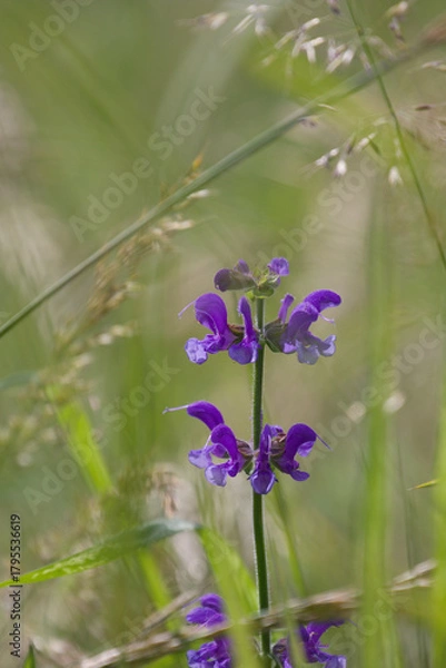 Obraz meadow clary flowers