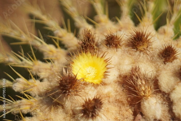 Obraz cactus close up