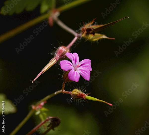 Obraz herb robert flower