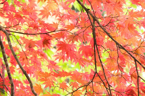 Fototapeta 紅葉を見上げる / 秋の北海道