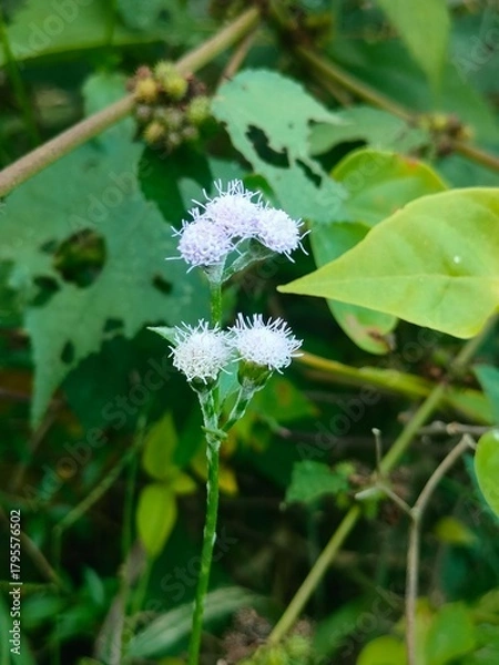Obraz bee on a flower