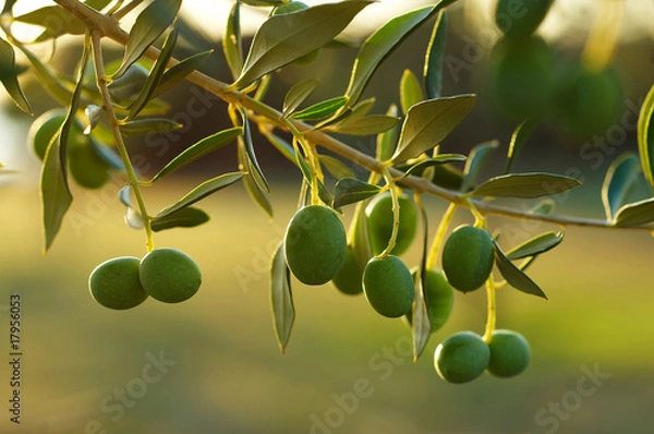 Obraz Szczegóły gałęzi drzewa oliwnego