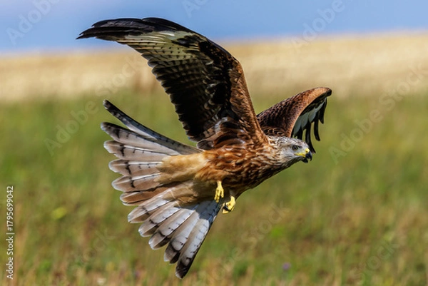 Fototapeta Rotmilan (Milvus milvus)