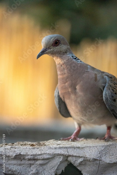 Fototapeta European turtle dove (Streptopelia turtur) photographed in Spain