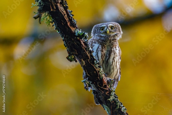 Fototapeta Sperlingskauz (Glaucidium passerinum)
