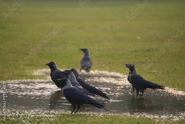 Fototapeta Flock of Crows Drinking Water in Open Field