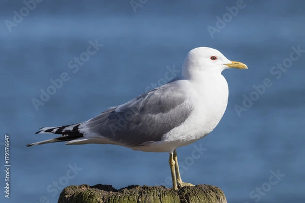 Obraz Sturmmöwe, Larus