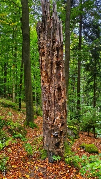 Obraz Stare drzewo w górach 