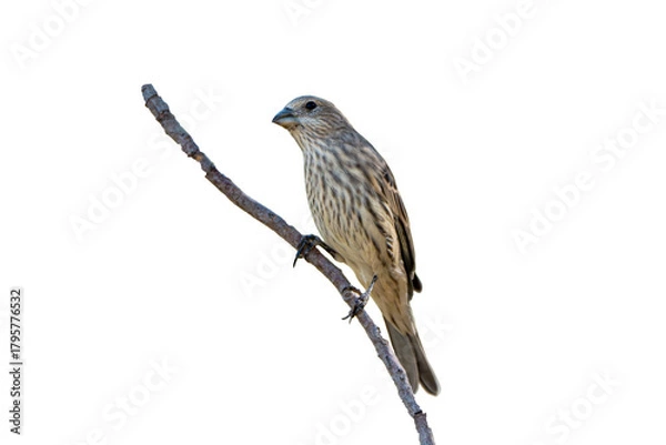 Obraz House Finch (Carpodacus mexicanus) Photo, Perched on a Transparent Isolated PNG Background