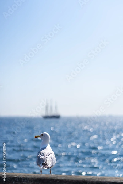 Obraz seagull and ship with blurred background