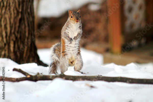 Obraz standing squirrel