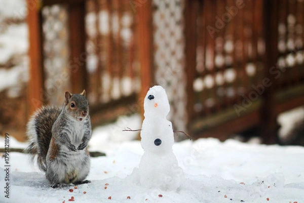 Obraz squirrel in winter