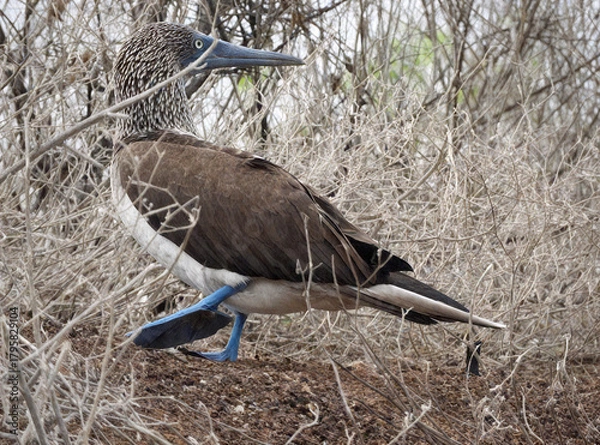 Obraz Blue-footed Booby Walking in Arid Landscape