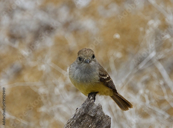 Obraz Small Brown and Yellow Bird Perched on a Branch