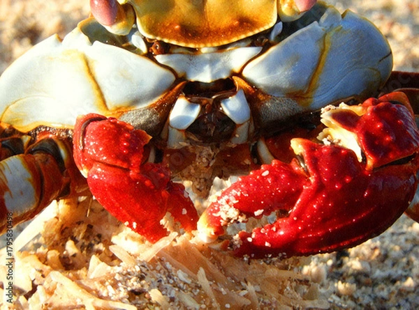 Obraz Close-up of a Crab with Striking Red Claws