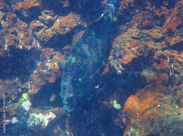 Fototapeta Ornate Fish Camouflaged in a Rocky Underwater Environment