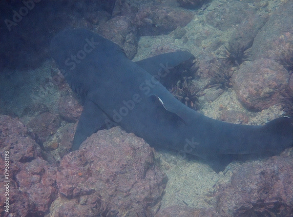 Obraz A dark shark camouflaged among rocks and sand underwater