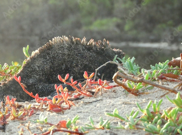 Obraz Marine Iguana Camouflaged on a Sandy Beach with Coastal Plants