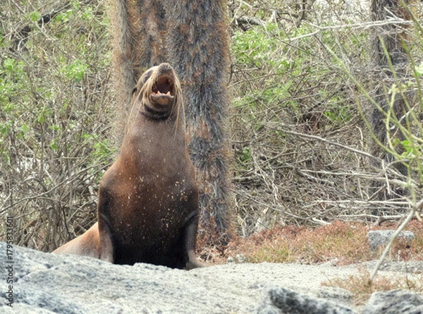 Obraz A Roaring Sea Lion in its Natural Habitat