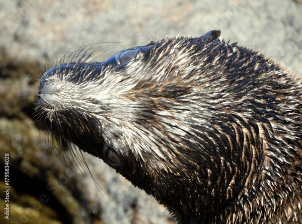 Obraz Close-up of a Wet Marine Mammal Looking Up