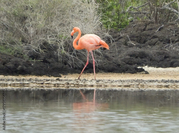 Obraz Graceful Pink Flamingo Reflected in Calm Water