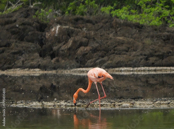 Obraz Pink Flamingo Foraging in Shallow Water