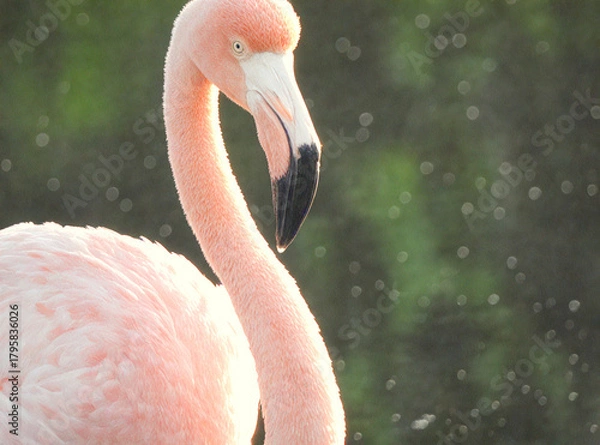 Obraz Elegant Pink Flamingo with Soft Bokeh Background