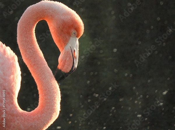 Obraz A Elegant Pink Flamingo Portrait