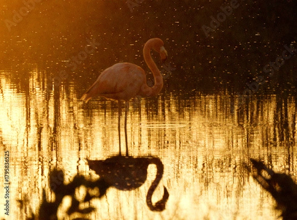 Obraz Golden Hour Flamingo Reflection