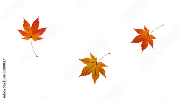 Fototapeta Autumn maple leaves isolated on white background for seasonal design and decoration