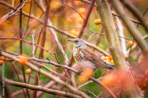 Fototapeta A fieldfare perched among colorful autumn branches, showcasing its brown and grey plumage in a natural woodland setting