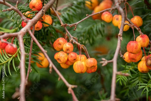 Fototapeta Clusters of small orange and red crabapples hanging from tree branches with green foliage in the background