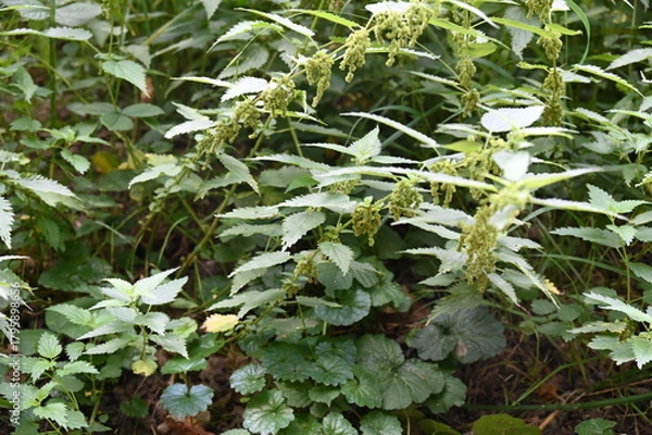 Obraz Des orties dans un bois