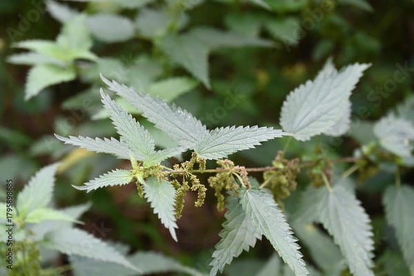 Obraz Des orties dans un bois