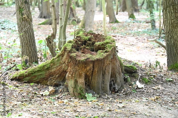 Obraz Souche d'arbre