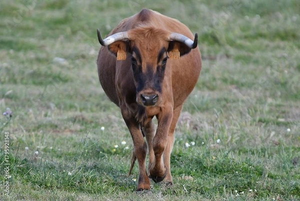 Fototapeta vaca brava en el campo