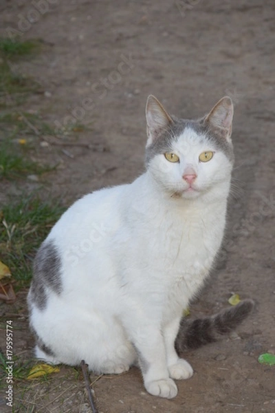 Obraz Домашние животные (Кошки)