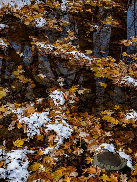 Obraz 741-25 Leaf Dusting