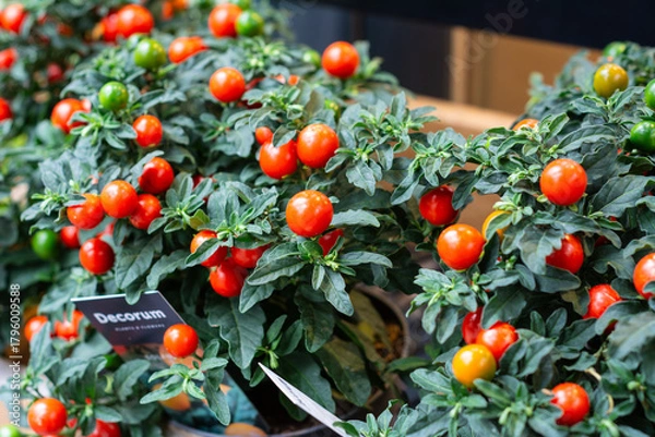 Obraz Floreira com tamates na Holanda