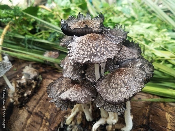 Fototapeta mushroom on a tree