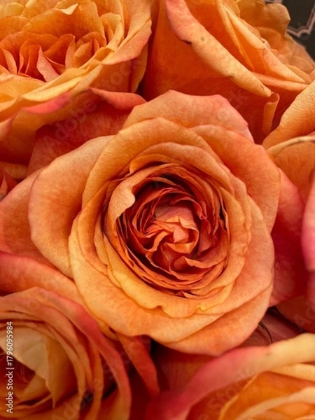 Obraz Orange rose petals