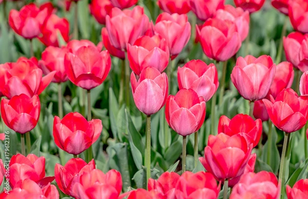 Fototapeta Tulips on a flower bed as a background for design
