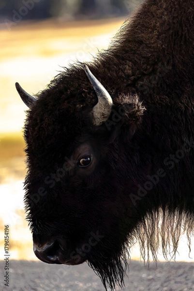 Fototapeta Close-up bison head looking at camera