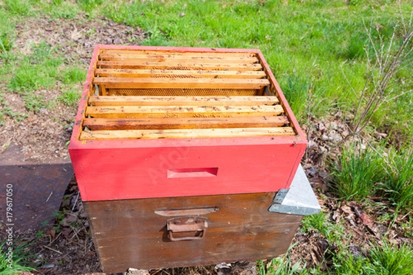 Fototapeta Open hive, beekeeping